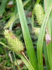 Carex typhina