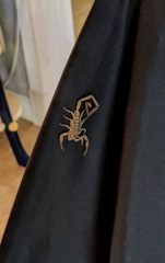 Centruroides guanensis