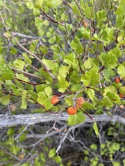 Rhus aromatica simplicifolia