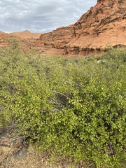 Rhus aromatica simplicifolia