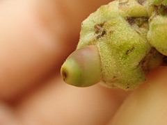 Callirhytis glandulus