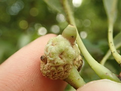 Callirhytis glandulus