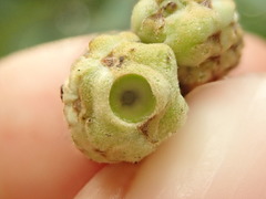 Callirhytis glandulus