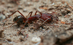 Odontomachus desertorum