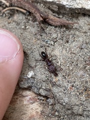 Odontomachus desertorum