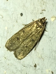 Glyphidocera