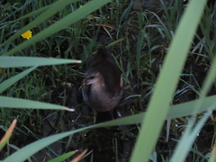 Gallinula chloropus