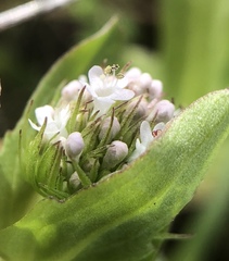 Plectritis macrocera