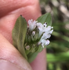 Plectritis macrocera