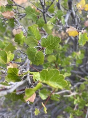 Rhus aromatica simplicifolia
