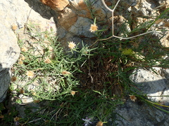 Centaurea paniculata