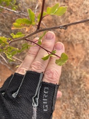 Rhus aromatica simplicifolia