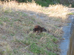 Rattus norvegicus
