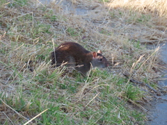 Rattus norvegicus