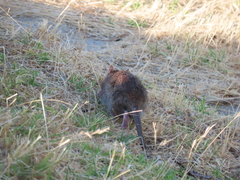 Rattus norvegicus