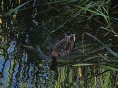 Anas platyrhynchos