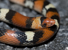 Cemophora coccinea coccinea