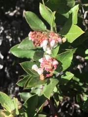 Arctostaphylos virgata