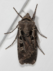 Euxoa divergens