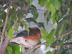 Turdus rufopalliatus