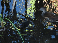 Gallinula chloropus