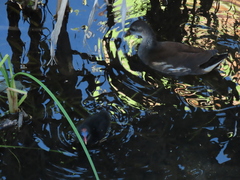 Gallinula chloropus