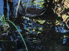 Gallinula chloropus