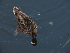 Anas platyrhynchos