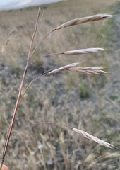 Bromus sitchensis