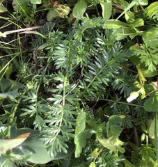 Acaena pinnatifida californica