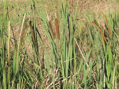 Typha