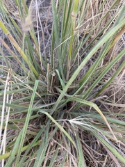 Bromus sitchensis