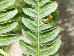 Dasineura pteridicola