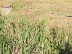Typha