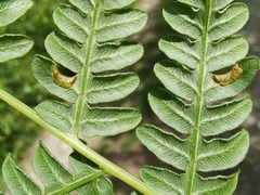 Dasineura pteridicola