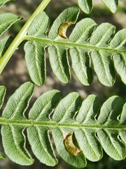Dasineura pteridicola