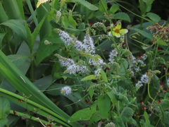 Mentha suaveolens