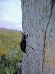 Strongylium auratum