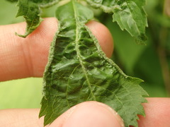 Phyllocoptes wisconsinensis