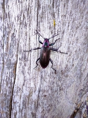 Strongylium auratum