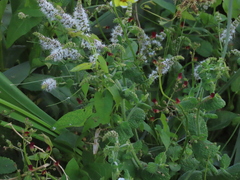 Mentha suaveolens