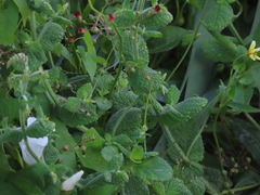 Mentha suaveolens