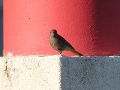 Phoenicurus ochruros