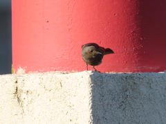 Phoenicurus ochruros