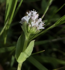 Plectritis macrocera