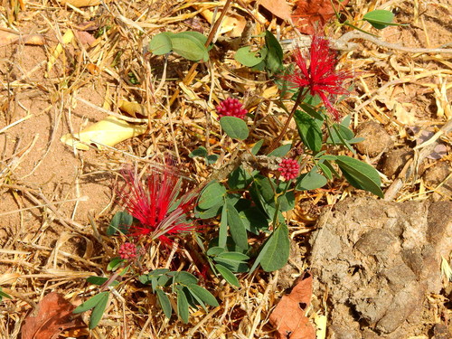 Image of Calliandra tergemina by (c) Diana Fuentes, some rights reserved (CC BY-SA)
