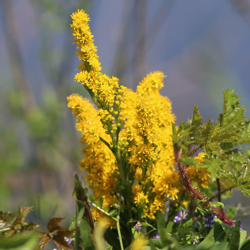 northern seaside goldenrod