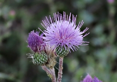 Cirsium monspessulanum