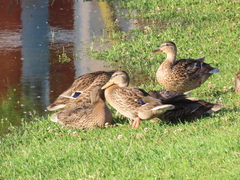 Anas platyrhynchos