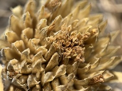 Helianthus nuttallii